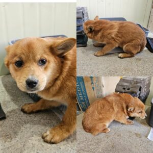 당진시동물보호소에서 02월 27일 발견해서 보호하고 있는 강아지 정보입니다.