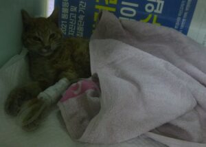 산타클라라동물병원에서 02월 27일 발견해서 보호하고 있는 고양이 정보입니다.