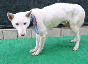 제주 동물보호센터에서 보호중인 유기된 강아지안내합니다.