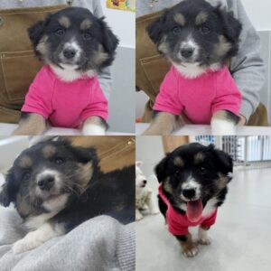반려동물 입양센터에서 02월 28일 발견해서 보호하고 있는 강아지 정보입니다.