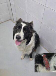 아산동물복지지원센터에서 보호하고 있는 유기된 강아지입니다.