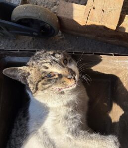 한국야생동물보호협회에서 02월 28일 발견해서 보호하고 있는 고양이 정보.