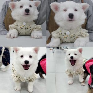 반려동물 입양센터에서 보호중인 유기된 강아지안내드립니다.