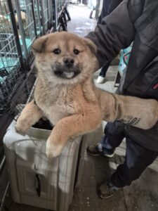 화성동물보호센터에서 보호중인 유기된 강아지안내.