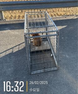 군산유기동물보호센터에서 보호중인 유기된 강아지안내.