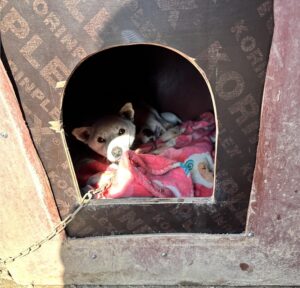군산유기동물보호센터에서 보호하고 있는 유기된 강아지입니다.