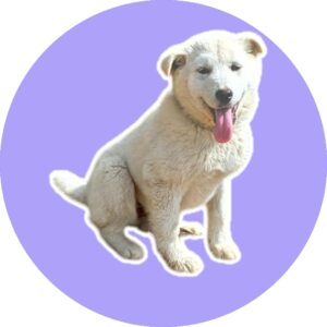 청도군동물보호센터에서 02월 28일 발견해서 보호하고 있는 강아지 정보입니다.