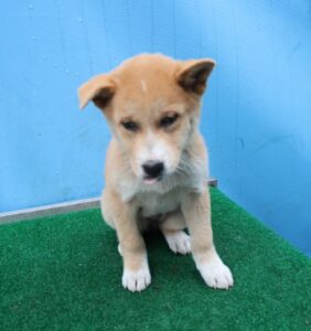 제주 동물보호센터에서 02월 28일 발견해서 보호하고 있는 강아지 정보입니다.