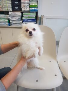 조재진동물병원에서 02월 28일 발견해서 보호하고 있는 강아지 정보안내.