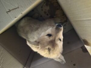 장성군동물보호센터에서 03월 01일 발견해서 보호하고 있는 강아지 정보.