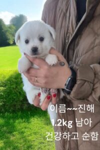 성주유기동물보호센터에서 보호중인 유기된 강아지안내.
