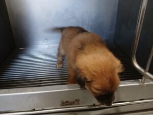 금왕동물병원에서 03월 01일 발견해서 보호하고 있는 강아지 정보입니다.