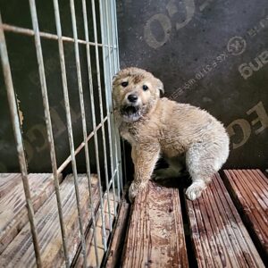 나주유기동물보호센터에서 03월 01일 발견해서 보호하고 있는 강아지 정보안내.