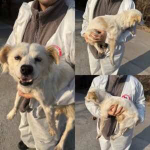 당진시동물보호소에서 보호하고 있는 유기된 강아지안내드립니다.