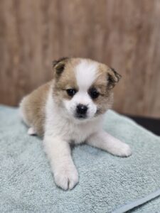 사천시 동물보호센터에서 보호중인 유기된 강아지안내드립니다.