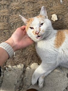 한국야생동물보호협회에서 03월 01일 발견해서 보호하고 있는 고양이 정보입니다.