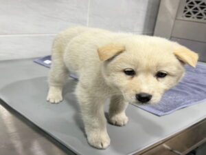 원주시동물보호센터에서 보호중인 유기된 강아지안내합니다.