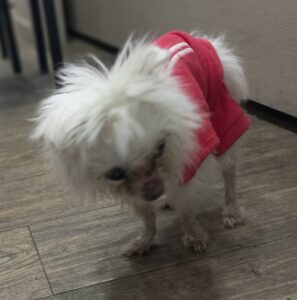 대구시수의사회(더펫)에서 보호중인 유기된 강아지입니다.