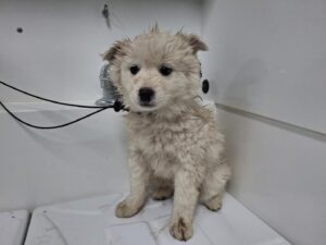 남부여동물보호소에서 보호하고 있는 유기된 강아지안내.