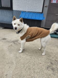 충주시동물보호센터에서 03월 02일 발견해서 보호하고 있는 강아지 정보안내.