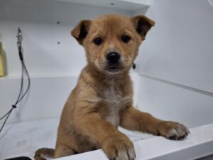 남부여동물보호소에서 03월 02일 발견해서 보호하고 있는 강아지 정보입니다.
