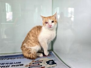 (사)영일동물플러스에서 보호하고 있는 유기된 고양이안내.