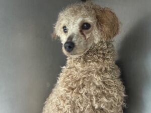 광주동물보호센터에서 03월 02일 발견해서 보호하고 있는 강아지 정보입니다.