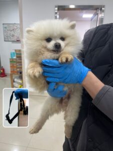 반려동물보호센터에서 보호하고 있는 유기된 강아지소개합니다.