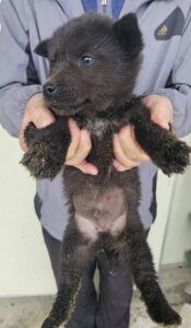 창녕 유기동물보호소에서 03월 02일 발견해서 보호하고 있는 강아지 정보.