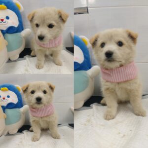 경주동물사랑보호센터에서 03월 03일 발견해서 보호하고 있는 강아지 정보.