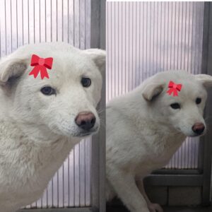 경주동물사랑보호센터에서 보호중인 유기된 강아지입니다.