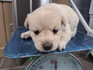 남부여동물보호소에서 03월 03일 발견해서 보호하고 있는 강아지 정보.