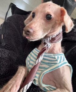 한국야생동물보호협회에서 03월 03일 발견해서 보호하고 있는 강아지 정보입니다.