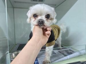 (사)영일동물플러스에서 보호중인 유기된 강아지소개합니다.