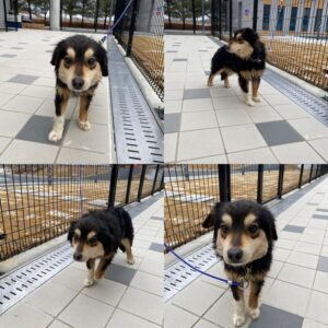 구미시 동물보호센터에서 03월 04일 발견해서 보호하고 있는 강아지 정보.