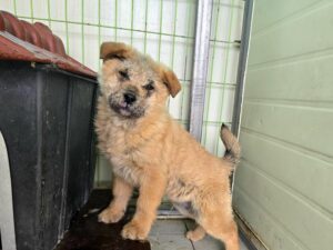 (사)영일동물플러스에서 보호중인 유기된 강아지안내.