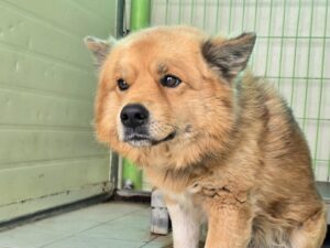 (사)영일동물플러스에서 보호하고 있는 유기된 강아지소개합니다.