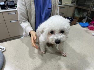 데이지동물병원에서 03월 04일 발견해서 보호하고 있는 강아지 정보.