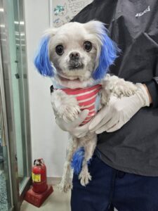 반려동물보호센터에서 보호중인 유기된 강아지안내드립니다.