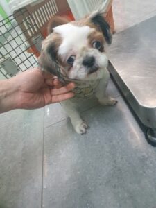 펫앤쉘터동물병원에서 보호하고 있는 유기된 강아지안내합니다.