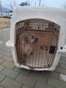 청양보호소에서 03월 05일 발견해서 보호하고 있는 강아지 정보입니다.