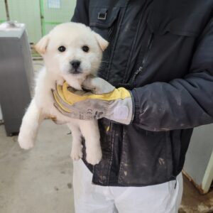 평택시유기동물보호소에서 보호하고 있는 유기된 강아지안내합니다.