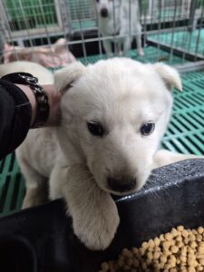 화성동물보호센터에서 보호중인 유기된 강아지안내.