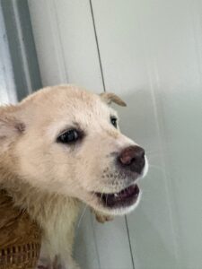 더나은동물병원에서 03월 05일 발견해서 보호하고 있는 강아지 정보안내.