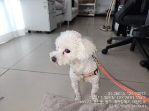 대전동물보호센터에서 03월 04일 발견해서 보호하고 있는 강아지 정보안내.