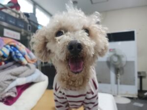 광주동물보호센터에서 03월 05일 발견해서 보호하고 있는 강아지 정보입니다.