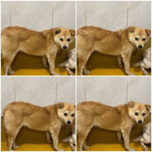 천안시 동물보호센터에서 보호하고 있는 유기된 강아지소개합니다.