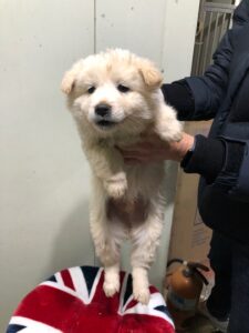디디동물병원에서 03월 05일 발견해서 보호하고 있는 강아지 정보.