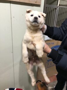 디디동물병원에서 보호중인 유기된 강아지안내드립니다.