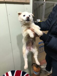 디디동물병원에서 보호하고 있는 유기된 강아지안내합니다.
